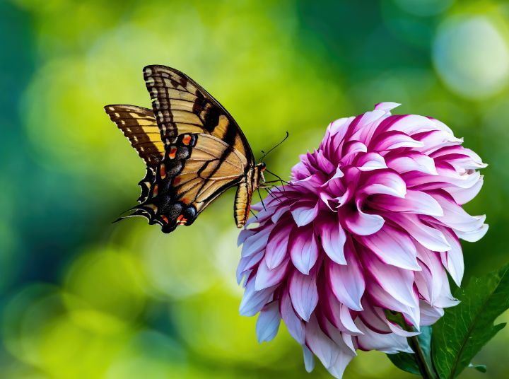 Butterfly Visiting a Dahlia Flower - Joey Kapiya - Digital