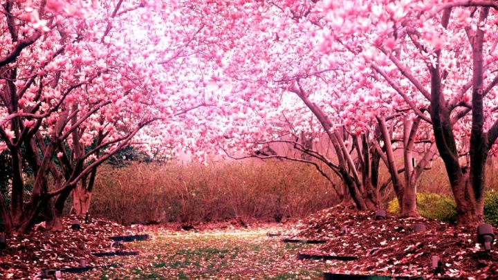 louis vuitton cherry blossom wallpaper