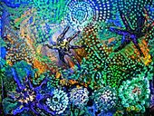 Karen Colville Nature Art