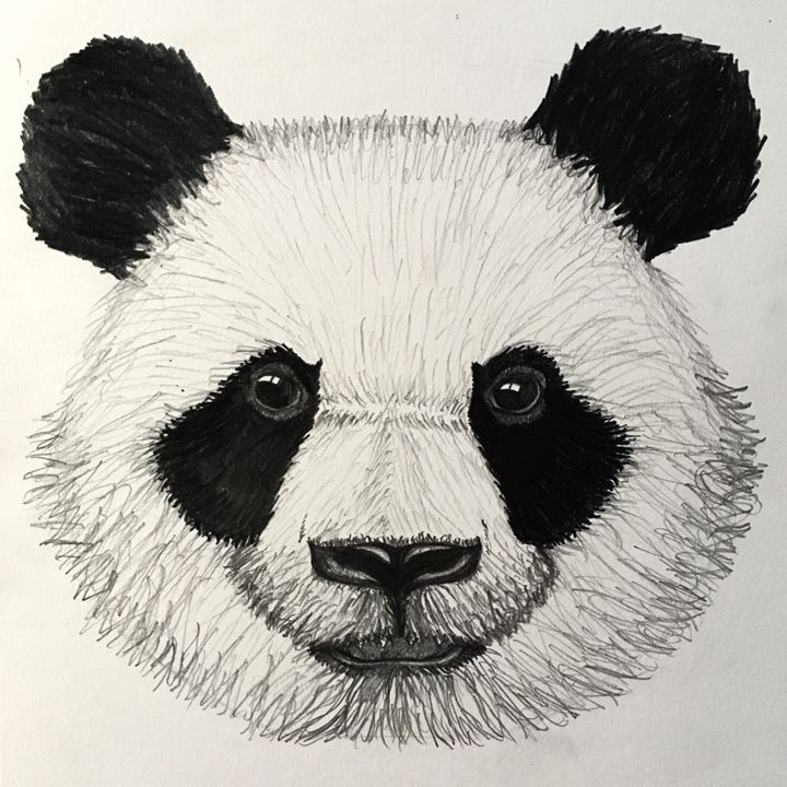 Laid-Back Bear' - Panda Bears - Fine Art Pencil Drawings | Flickr