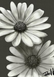 Grey Camomile flower