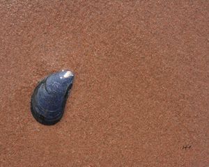 Mussel In The Sand
