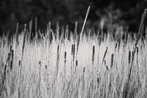 Field of Mullein Black and White