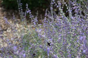 Bees Love The Lavender