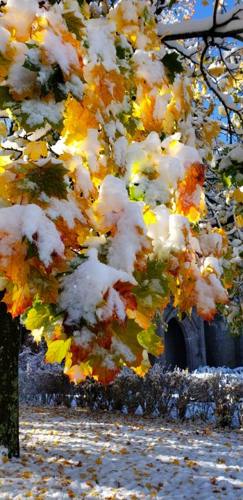 An Autumn snowfall - James M. Piehl
