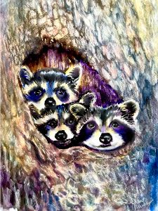 Three Baby Raccoons