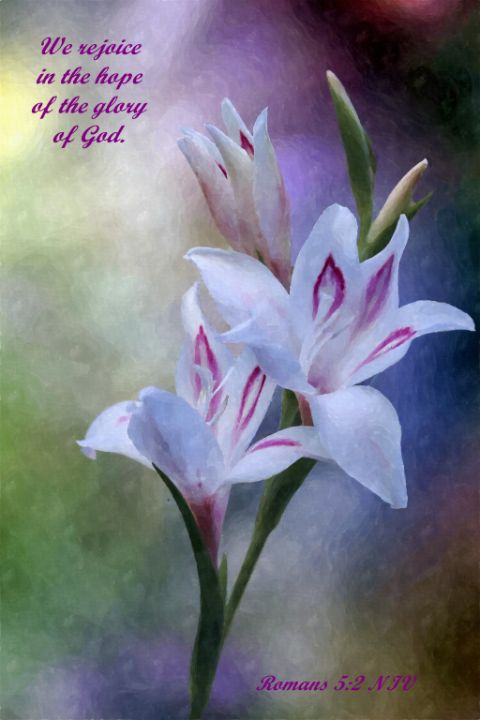 Gladiola Watercolor with Scripture - Raber Fine Art - Paintings ...