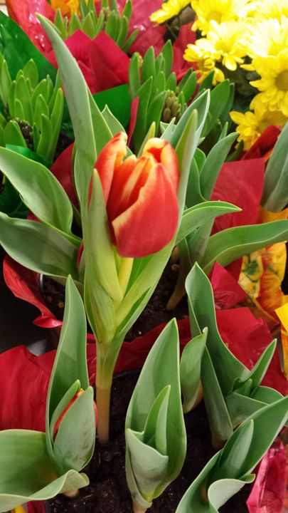 Beautiful Tulips - Adams Creations Shop