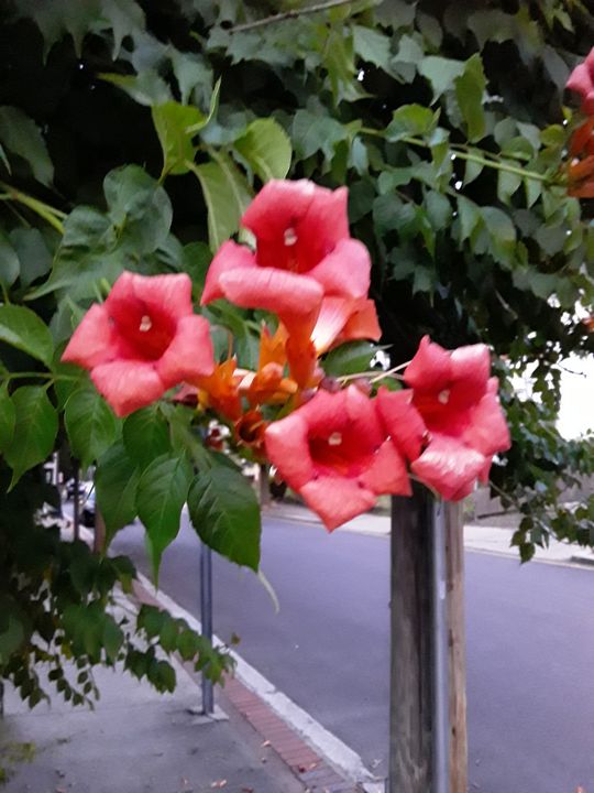 Red trumpet Flower Petals - Gail Cavanaugh Art