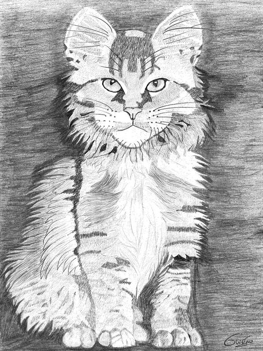 Chat De Caractere Gweno Drawings Illustration Animals Birds Fish Cats Kittens Purebred Cats Maine Coon Cat Artpal