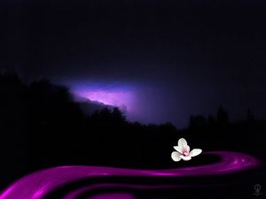 Calm Flower During The Storm