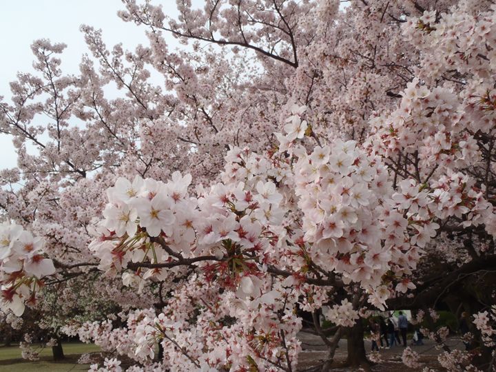 The Beauty of Nature - Florence Zhou 's Fine Art