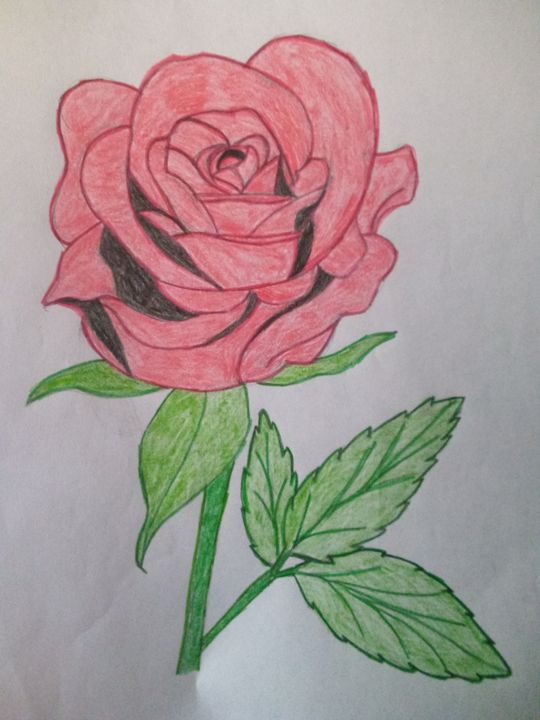 red rose flower drawing illustration 13168250 PNG