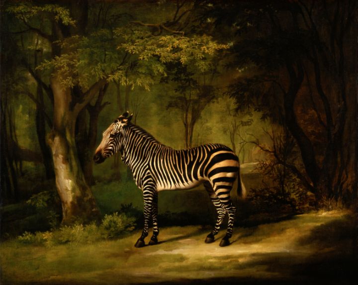Zebra by George Stubbs (1763) - Yvonne