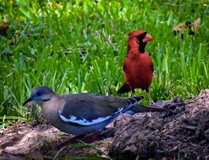 Cardinal and Dove at Play