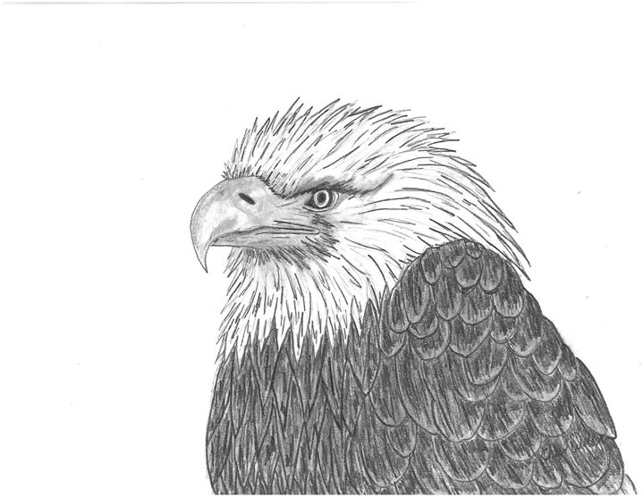 Bald Eagle Feather Drawing
