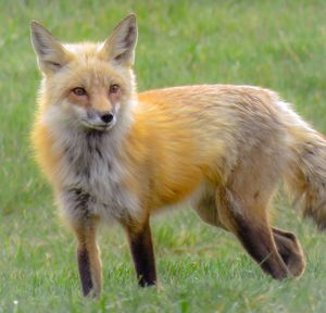 Aurora Fox