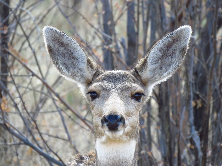 A Doe In Colorado - Chad Vidas Outdoors - Photography, Animals, Birds ...