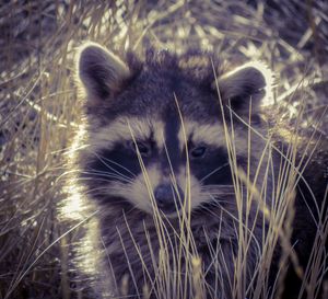 Raccoon - Chad Vidas Outdoors