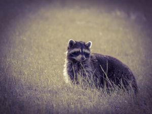 Raccoon's Life - Chad Vidas Outdoors