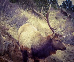 Estes Bull - Chad Vidas Outdoors