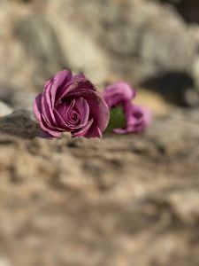 Fairie Dust Designs - Photography