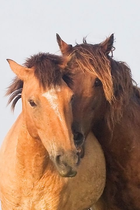 Affectionate Wild Mustang Horses - Bob Decker - Photography