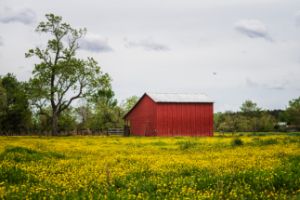 Red Barn in a Field of Yellow Flower