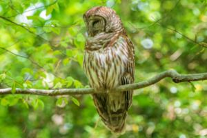 Barred Owl in the Forest at Cliffs o
