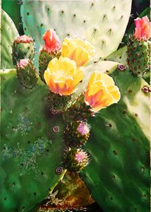 Cactus Roses - Robert C. Murray II