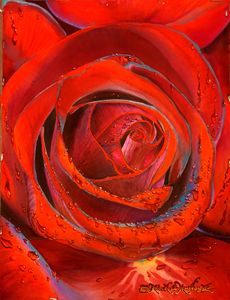 Dripping Wet Red Velvet Rose - Robert C. Murray II