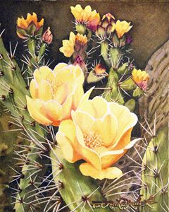 Tuneras en Flor-Cactus Flowers - Robert C. Murray II