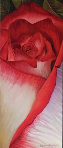 Cranberry and white Rose - Robert C. Murray II