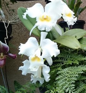 Orchid in Costa Rica