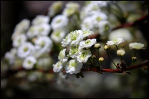 Tiny White Flowers
