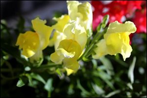 Yellow Snapdragons