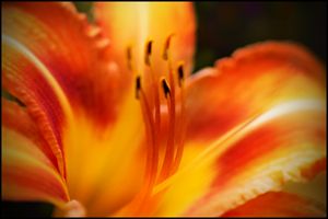 Tiger Lily