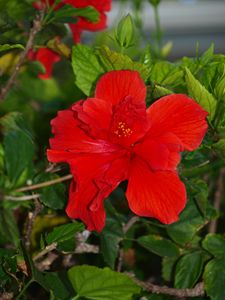 Red Hibiscus Photo