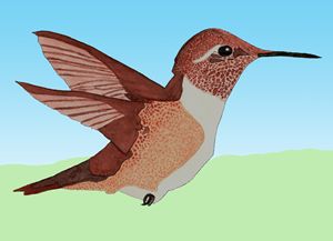 Hummingbird Watercolor