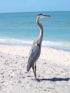 Large Bird on Beach