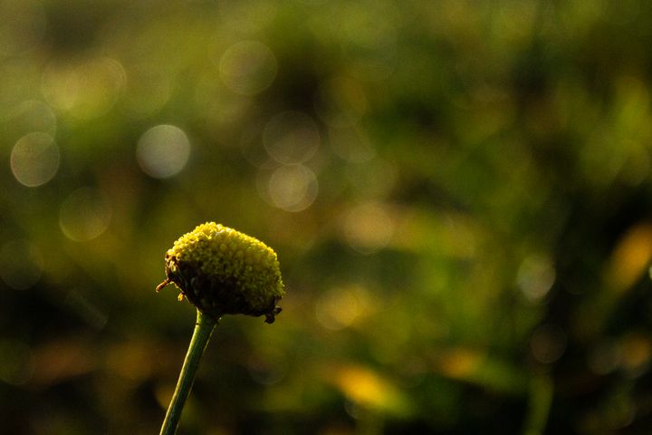 flower without petals