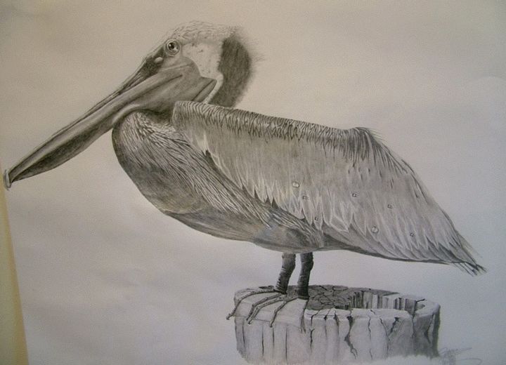 Tortolan Pelican - Great Art & Tunes Horizons
