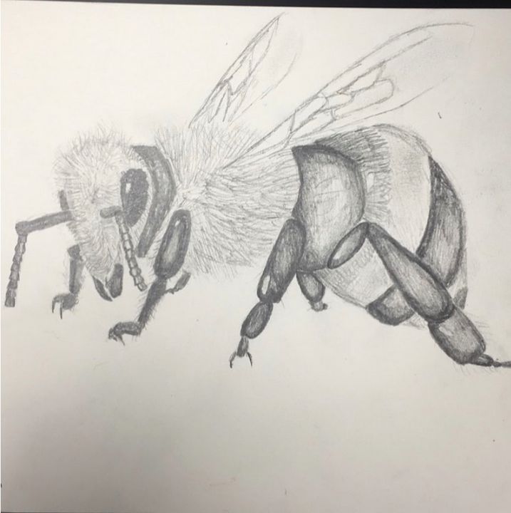 ArtStation - Sketch of a Honey Bee