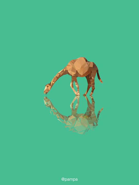 camel - pampa