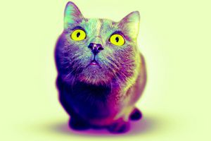 Rainbow Cat I