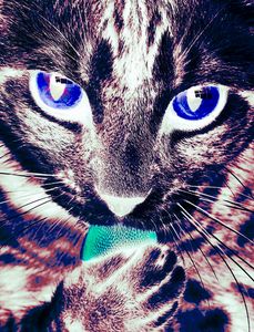 Rainbow Cat II