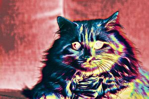 Rainbow Cat III