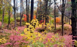 Connecticut's Autumn Colors