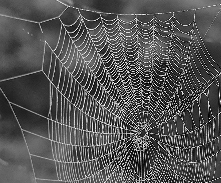 Intricate Web - NatureBabe Photos - Photography, Animals, Birds, & Fish ...