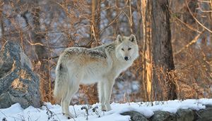 Winter Wonderland Wolf - NatureBabe Photos